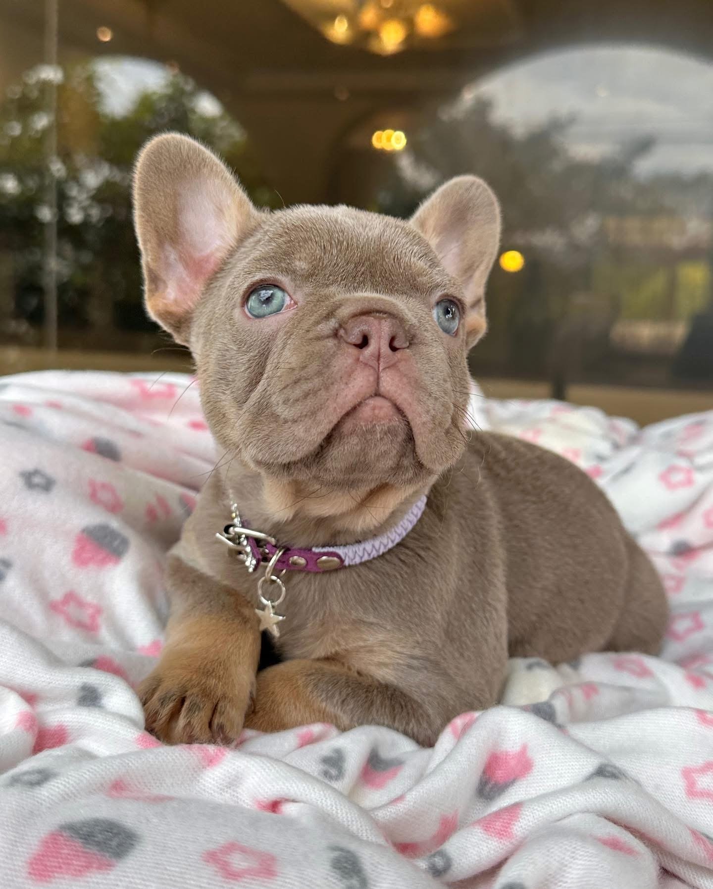 Teddy - Blue French Bulldog Puppy