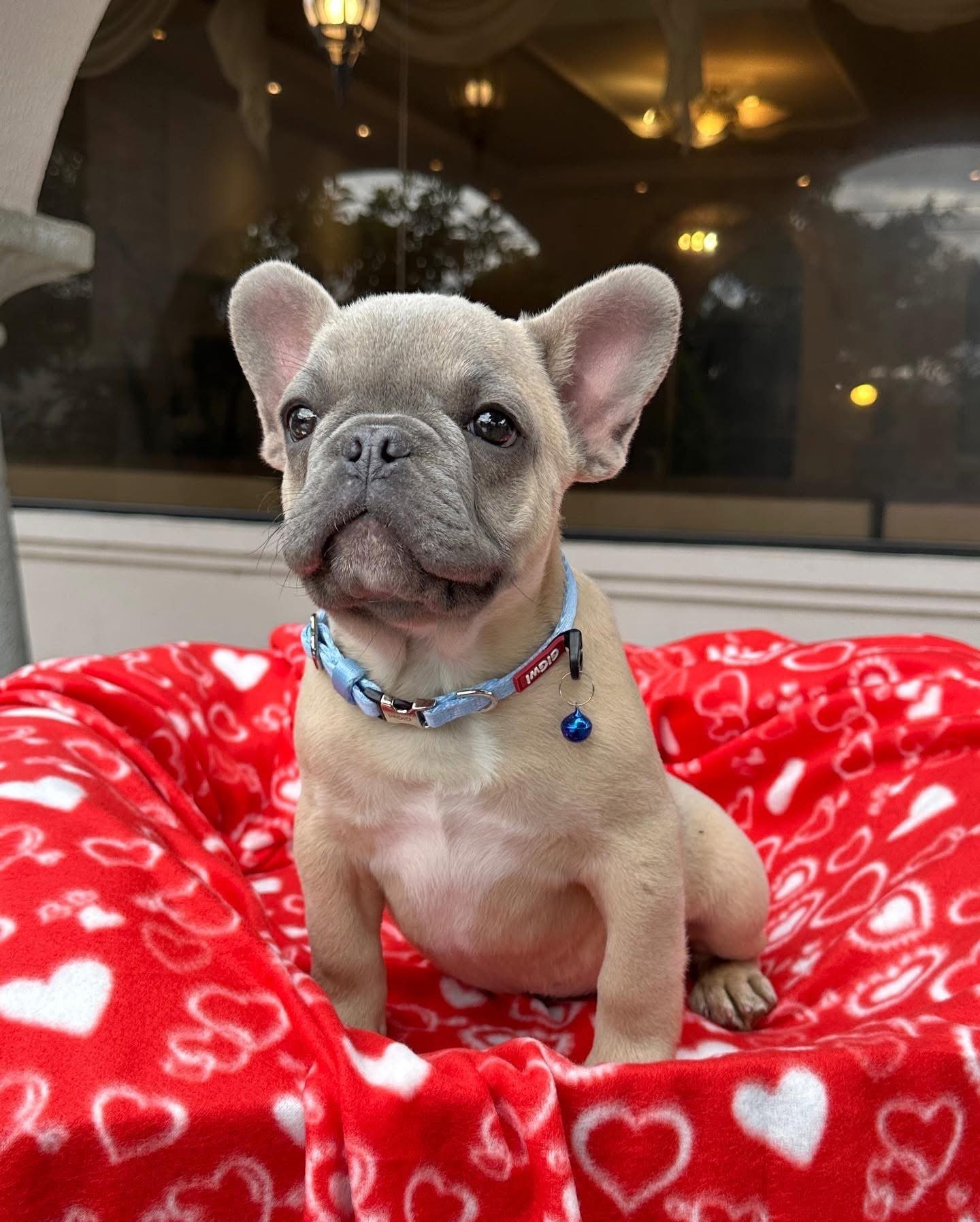 Jasper - Black Merle French Bulldog Puppy