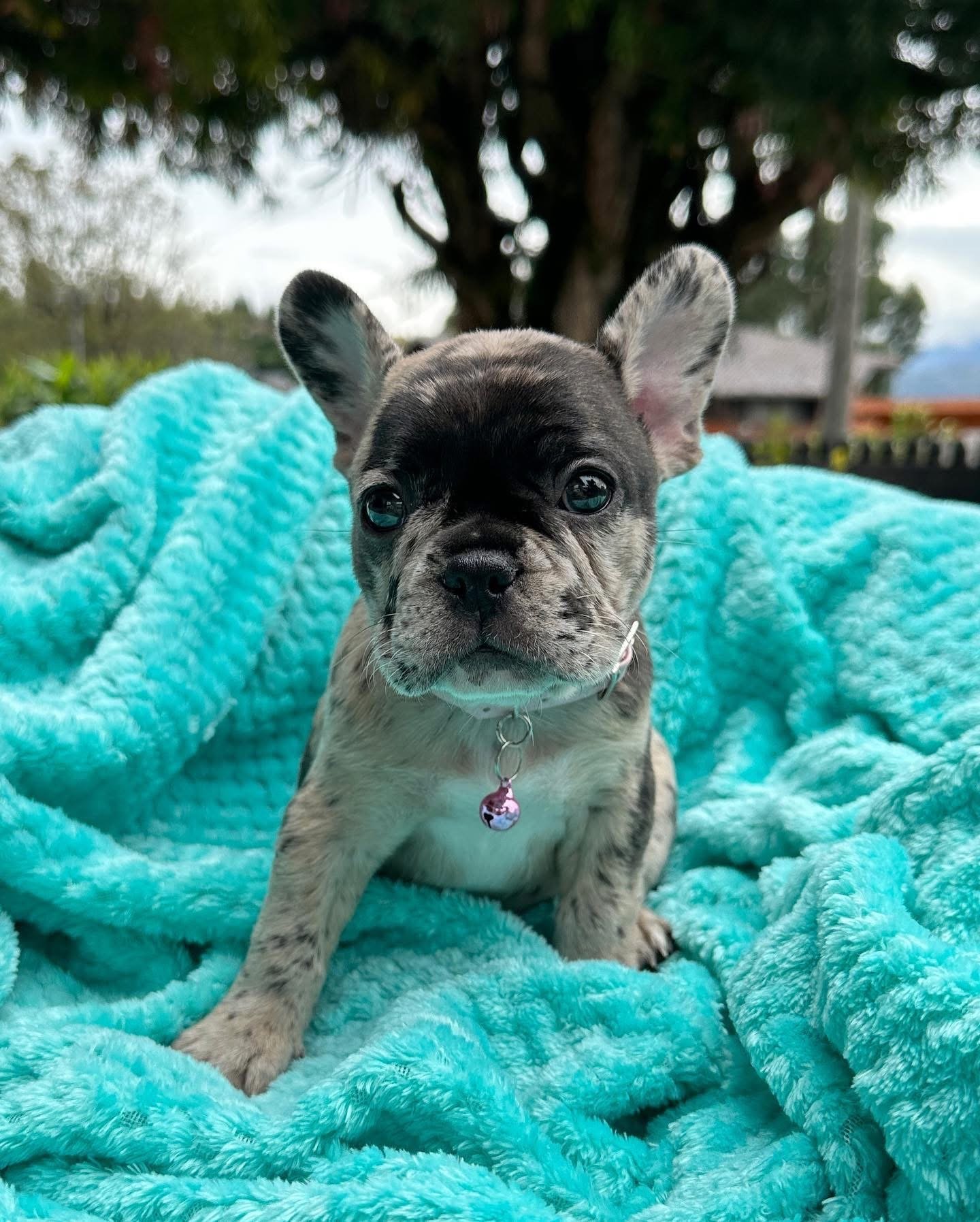 Riley - Blue Merle French Bulldog Puppy