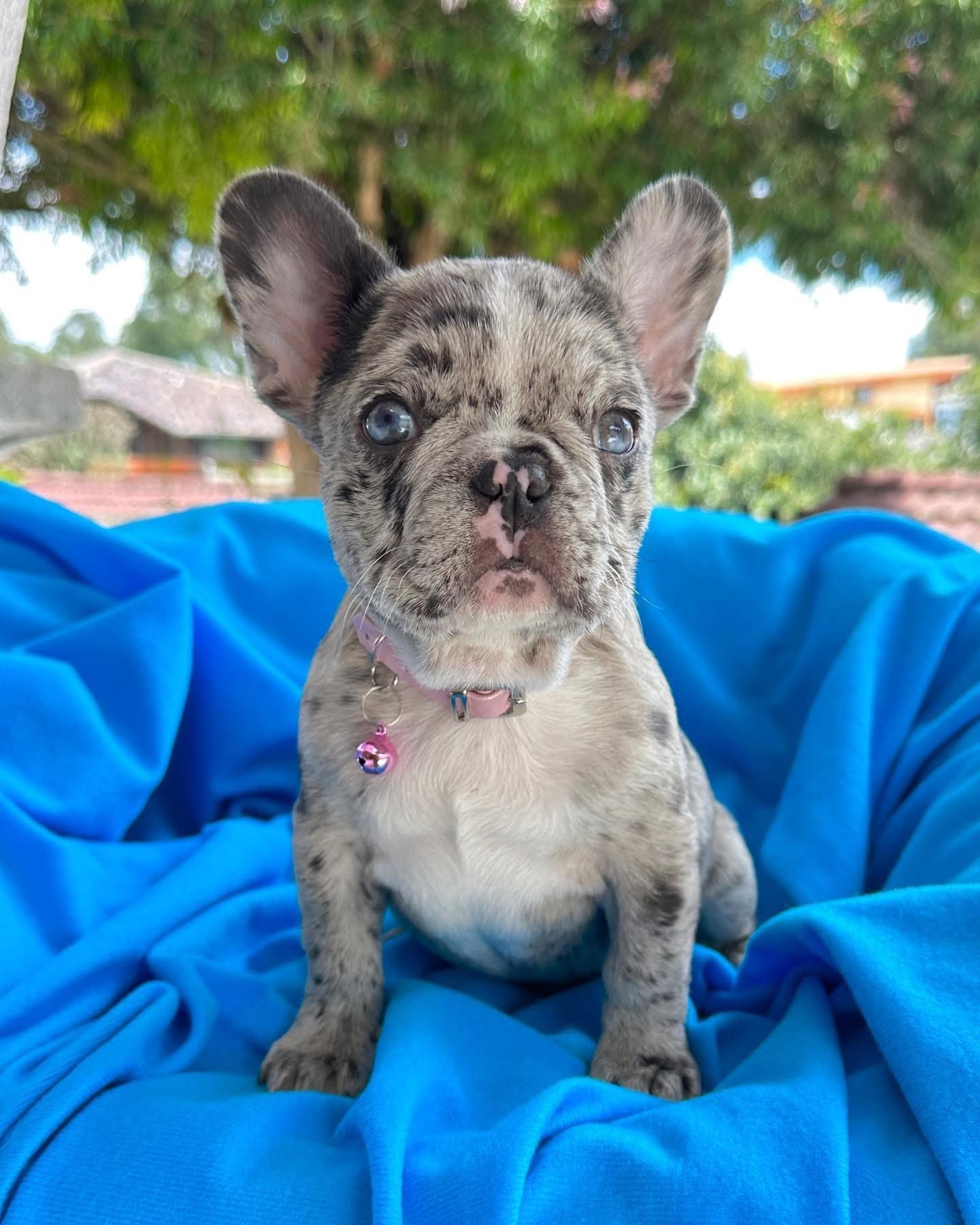Rocky - Blue Merle French Bulldog Puppy
