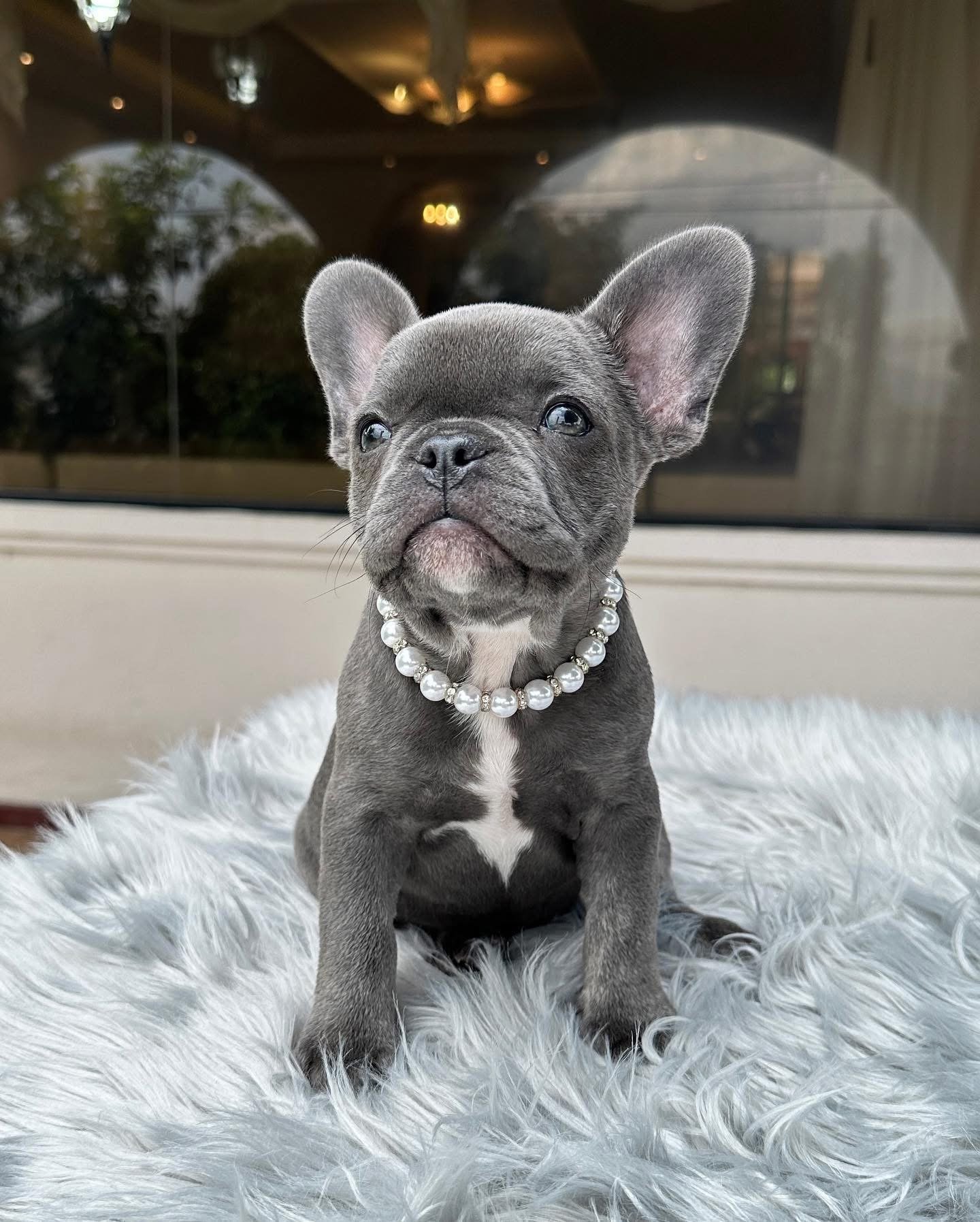 Finn - Fawn French Bulldog Puppy