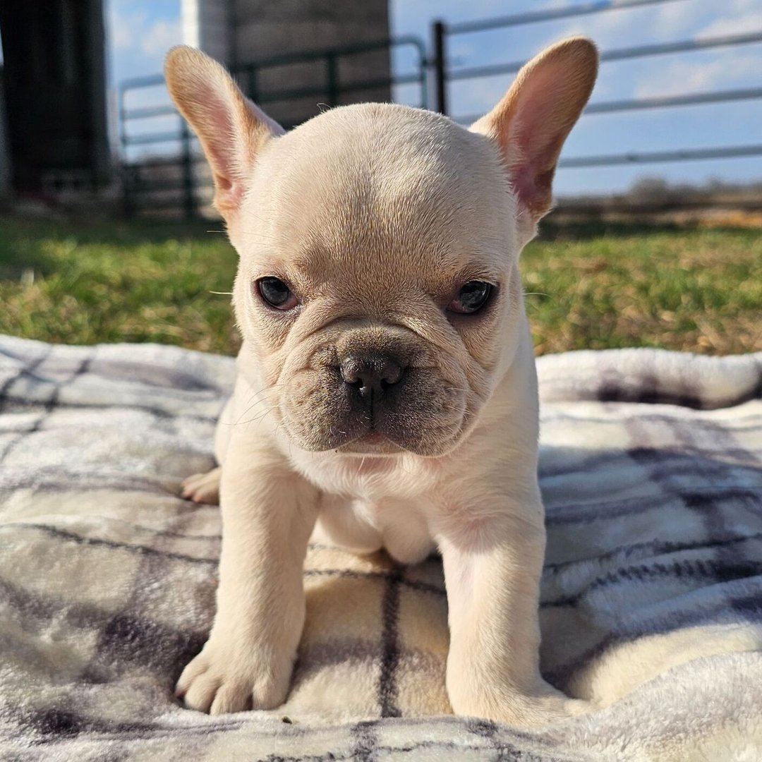 Lily - Lilac Merle French Bulldog Puppy