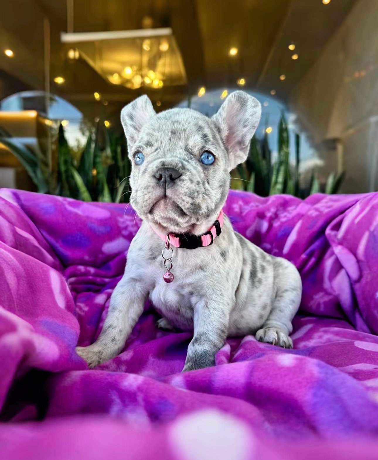 Luna - Cream French Bulldog Puppy