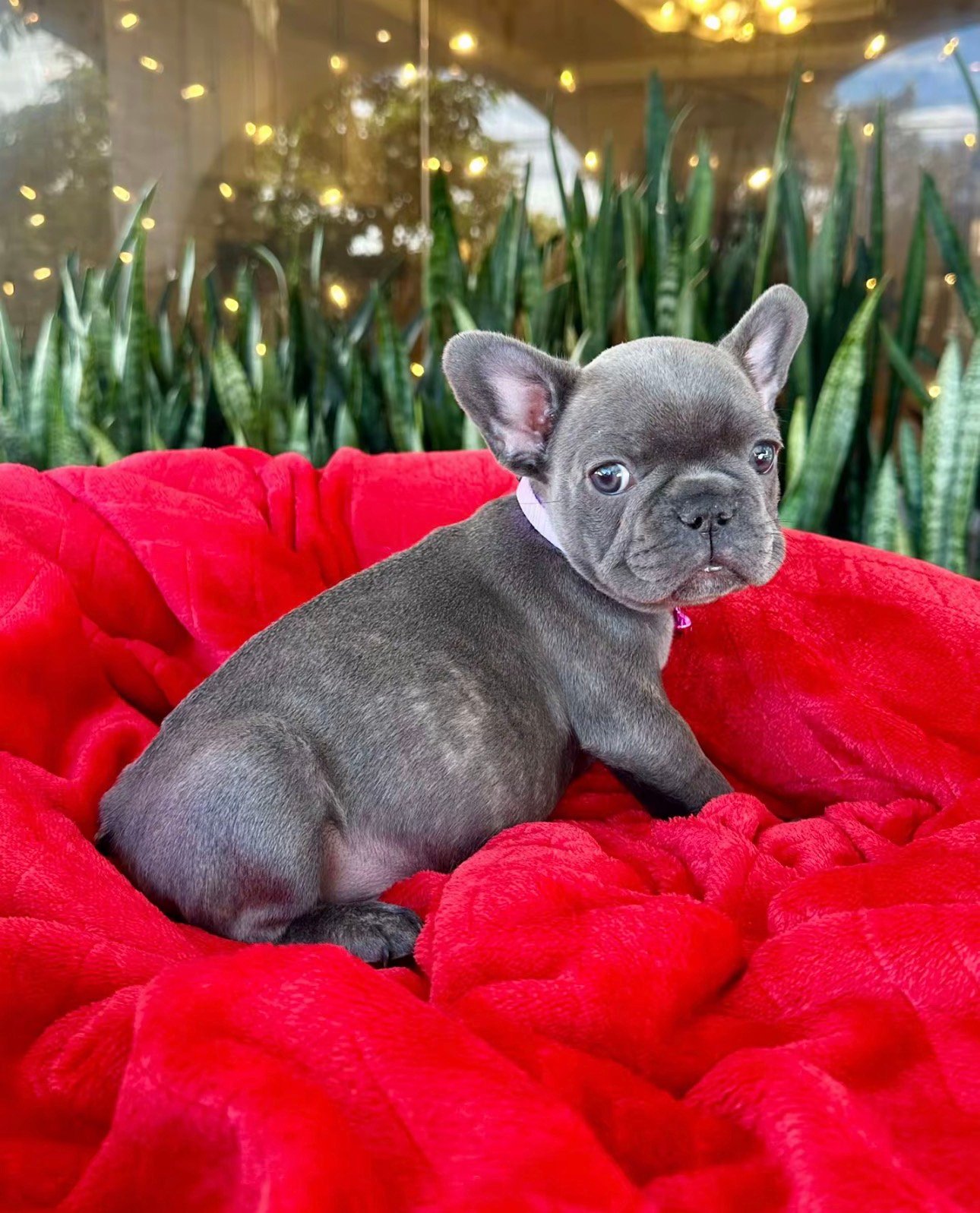 Max - Lilac Fawn French Bulldog Puppy