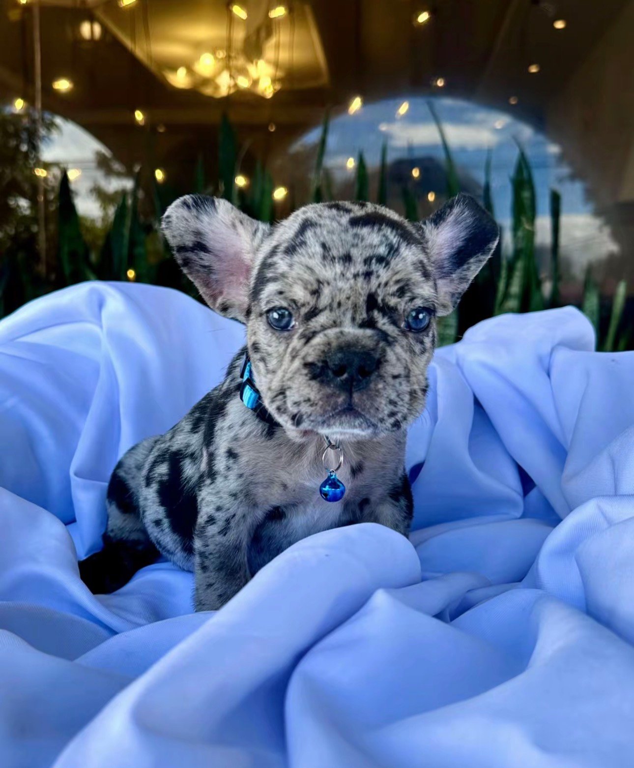 Zeus - Lilac Fawn French Bulldog Puppy