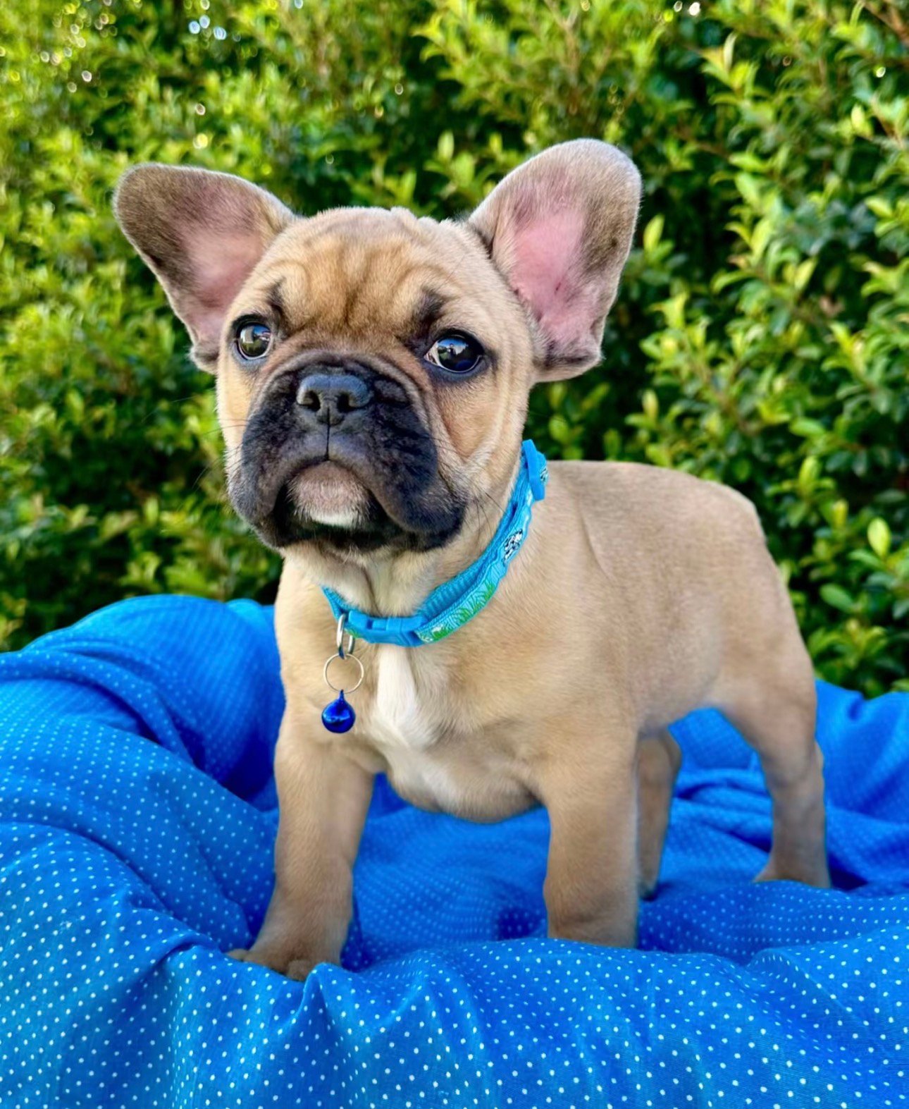 River - Blue French Bulldog Puppy
