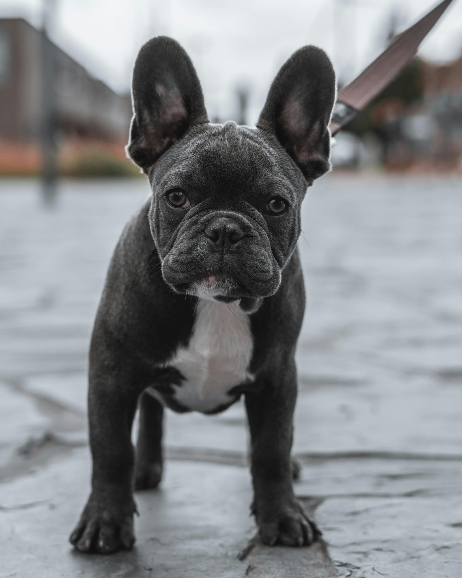 French Bulldog puppy from The Frenchie Pups